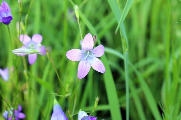 Yeşil arka planda güzel yaz çiçekleri. Mavi çan yakın plan.