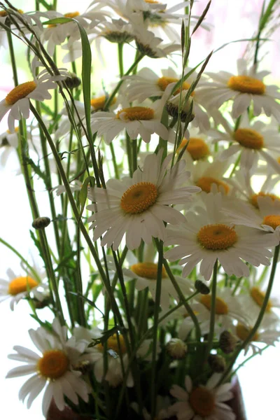 Güzel beyaz papatya çiçekleri. Pencerede buket.
