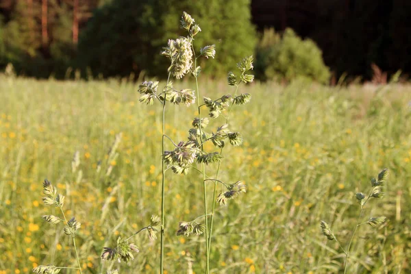 Yazın çayır bitkileri. Yeşil çimen.