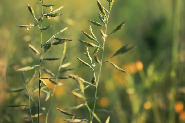 Yazın çayır bitkileri. Yeşil çimen.