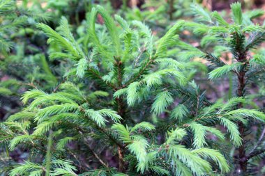 Güzel yeşil filizler kozalaklı bir ağaç gibi. Ağacın dalları.
