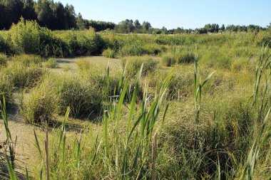 Bitkilerle kaplanmış bir nehir. Sedge on the Bank. Yeşil çimen ve bataklık.