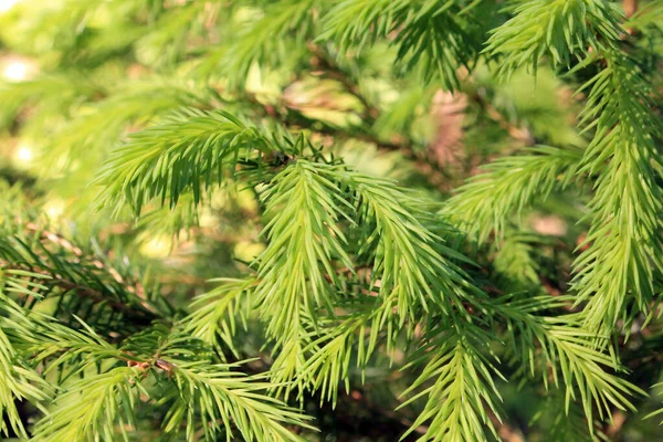 Güzel yeşil filizler kozalaklı bir ağaç gibi. Ağacın dalları.