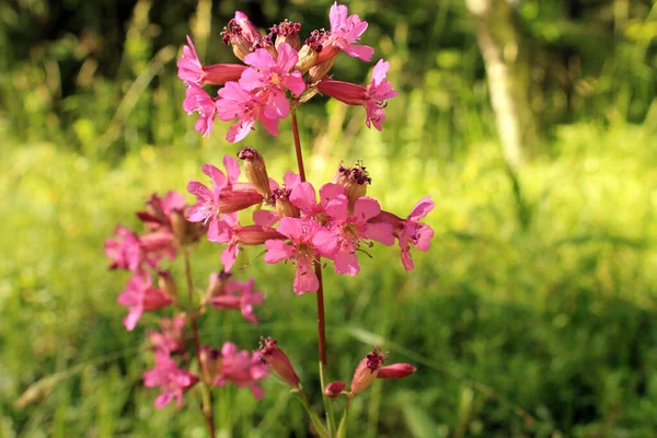 Yeşil arka planda güzel kırmızı bir yaz çiçeği. Güneşli bir yaz gününde.