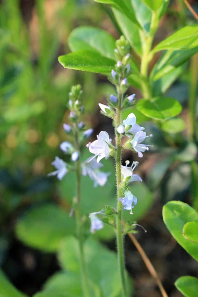 緑の背景に美しい夏の森の花の青のクローズアップ — ストック写真