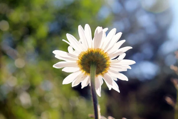 Güzel yaz Papatya çiçeği, alt manzara.