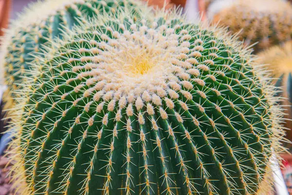 Botanik bahçesinde büyük top şeklinde kaktüsler var.