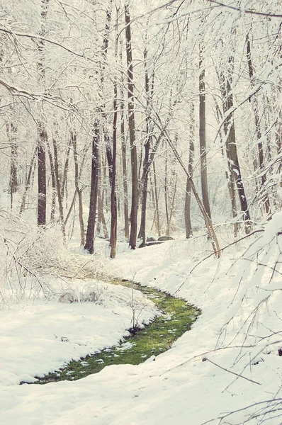 Strip of green grass in the snow — Stock Photo, Image