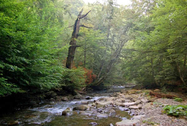 Arbre sur la rive d'un ruisseau dans les Carpates — Photo