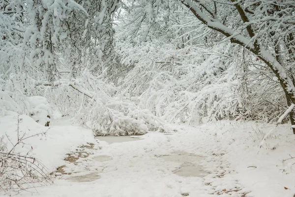 Snow-covered trees plants forest in winter — Stock Photo, Image