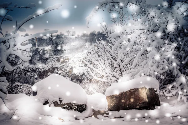 Snow-covered trees plants forest in winter — Stock Photo, Image