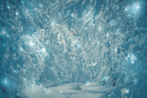 Karla kaplı ağaçlar bitkiler ormanında kış — Stok fotoğraf