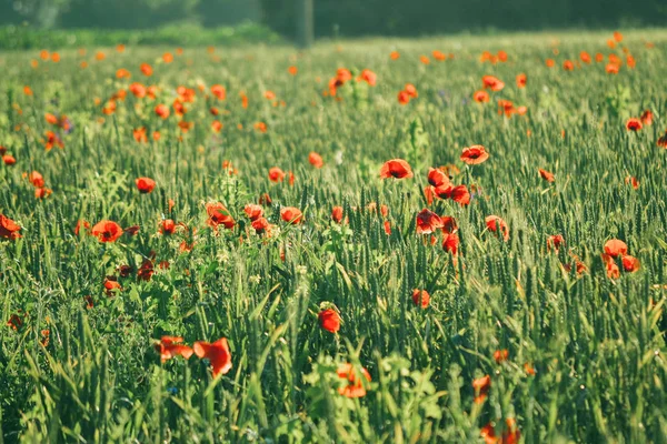 background Field with green shoots of grain and poppy flowers