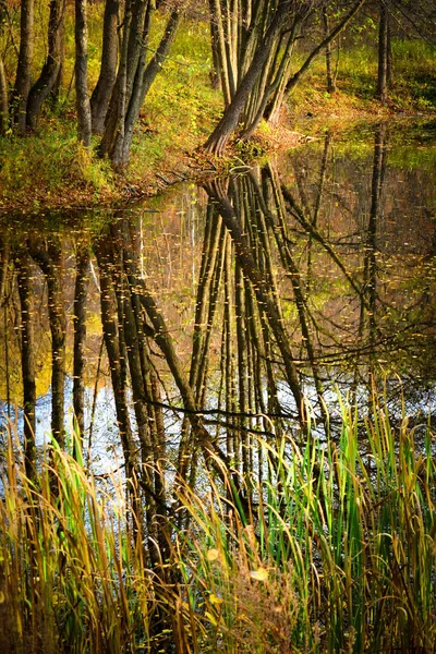 Отражение стволов деревьев в воде — стоковое фото