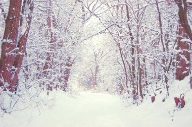 Snow-covered trees alley clipart