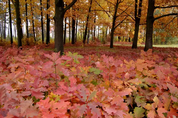 Mnoho červené listy rostoucí v parku nedaleko stromy s žlutým lea — Stock fotografie