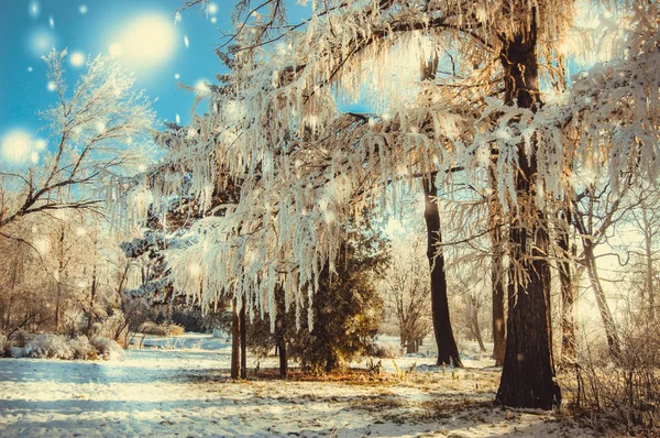 Winter park on a sunny day — Stock Photo, Image