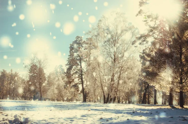 Χειμερινό πάρκο μια ηλιόλουστη ημέρα — Φωτογραφία Αρχείου