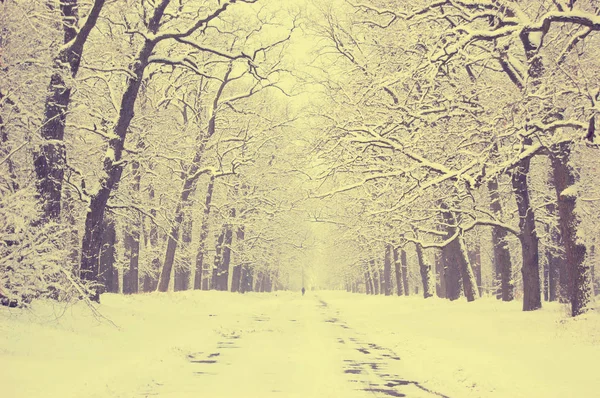 Snow-covered trees alley — Stock Photo, Image