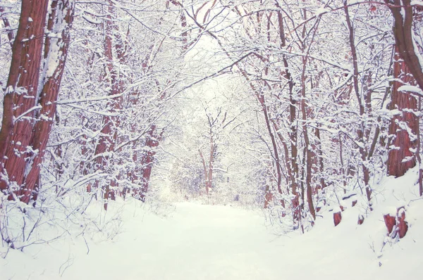 Snow-covered trees alley — Stock Photo, Image