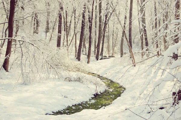 Bande d'herbe verte dans la neige — Photo