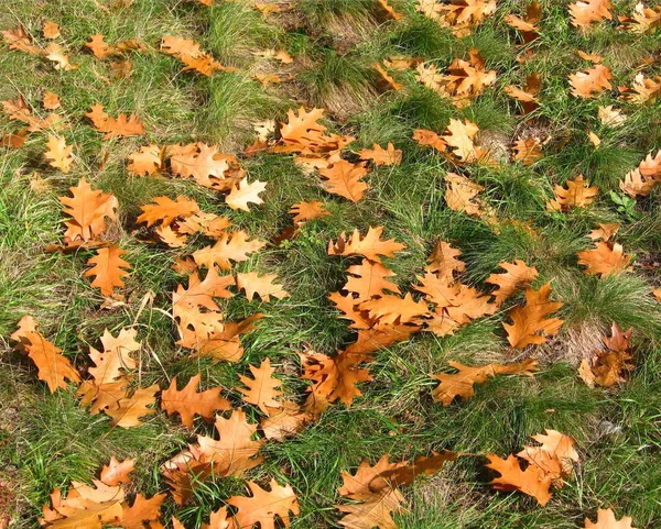 Fundo amarelo folhas de carvalho seco deitado na grama verde — Fotografia de Stock