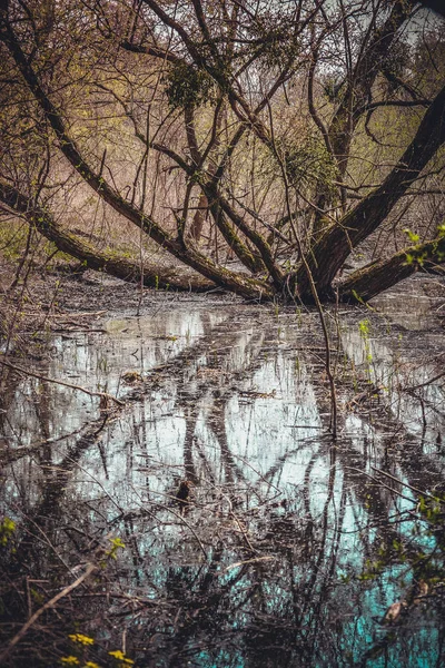 Swamp with branched tree and water in spring — Stock Photo, Image