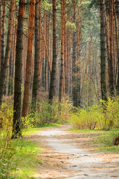 El camino en un bosque de pinos en la primavera — Foto de Stock