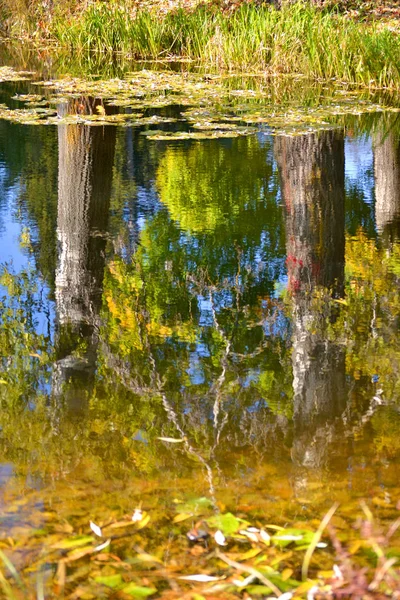 Reflet du tronc de peuplier blanc dans l'eau — Photo