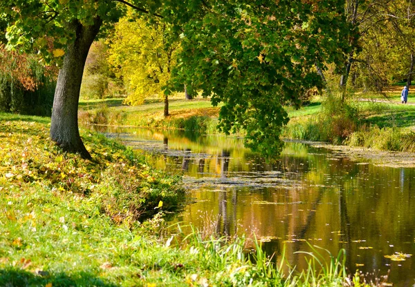 Árbol con hojas verdes cerca del agua , — Foto de Stock