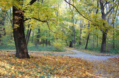 ağaçlar yeşil yaprakları ile