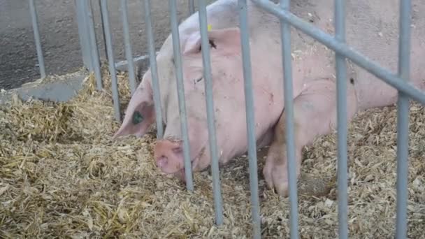 Varken van volwassen individuen op het hooi in de kraam liggen. Vee — Stockvideo