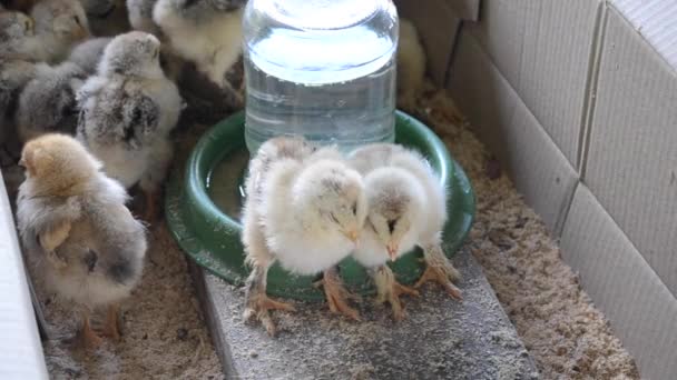 Два маленьких цыпленка спят в клетке крупным планом. Скот — стоковое видео