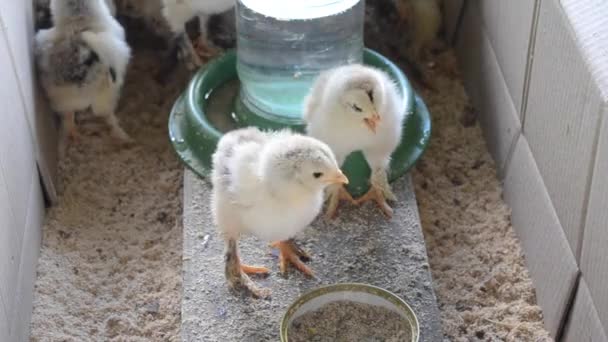 Two small chicken in a cage top view close-up. Livestock — Stock Video