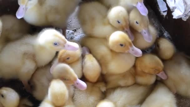 Many small yellow ducklings in a box — Stock Video