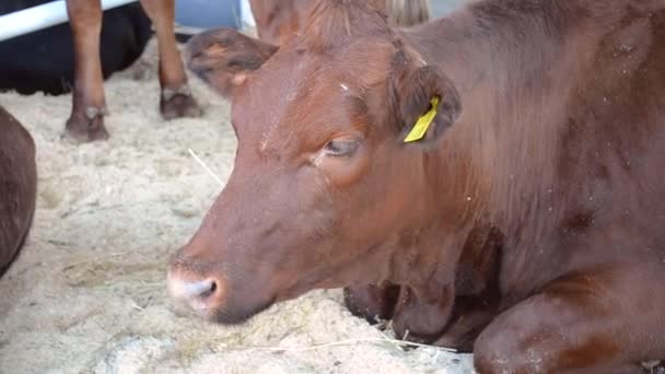 La vaca yace en el establo, la cabeza del hocico está cerca . — Vídeo de stock