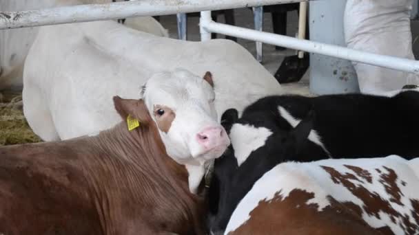 Tre vitelli si trovano in una stalla da vicino . — Video Stock