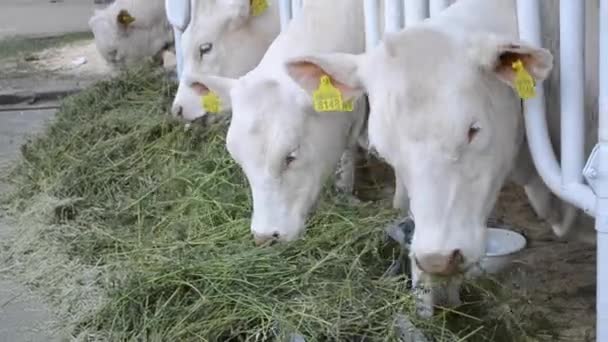 De koe ligt in de stal, het hoofd van de snuit is close-up. — Stockvideo