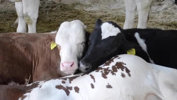 屋台で 3 つの子牛嘘をクローズ アップ。畜産動物 — ストック動画