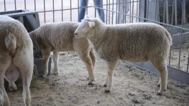 Koyun Rams ayakta bir ahır. Hayvancılık Hayvancılık,