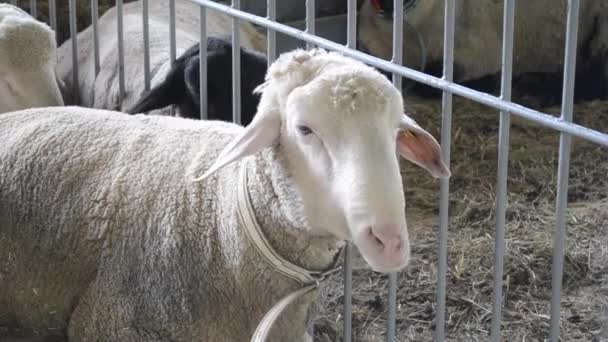 Los carneros de oveja yacen en un establo. Ganadería ganadera , — Vídeos de Stock