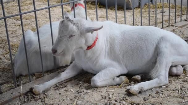 Le capre sono nella stalla da vicino. Allevamenti zootecnici , — Video Stock