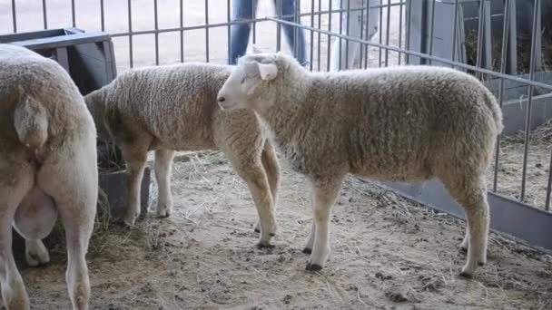 Sheep Rams de pé em uma barraca. Criação de animais de criação , — Vídeo de Stock