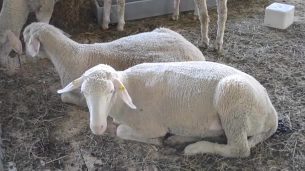 Sheep Rams se trouve dans une stalle. Élevage du bétail , — Video