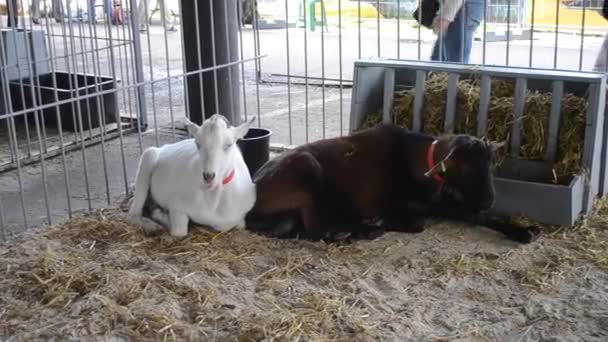 Kozy są w stajni zbliżenie. — Wideo stockowe