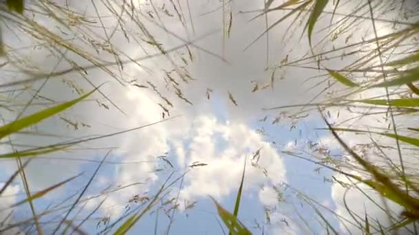 Zicht op de lucht met witte wolken, liggend in het gras. — Stockvideo