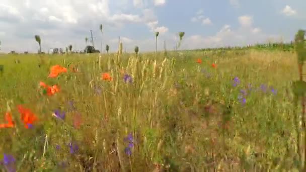 Movimiento a través de flores en campo de verano — Vídeo de stock