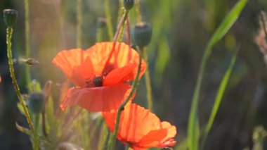 Şafakta bir alanda haşhaş çiçek