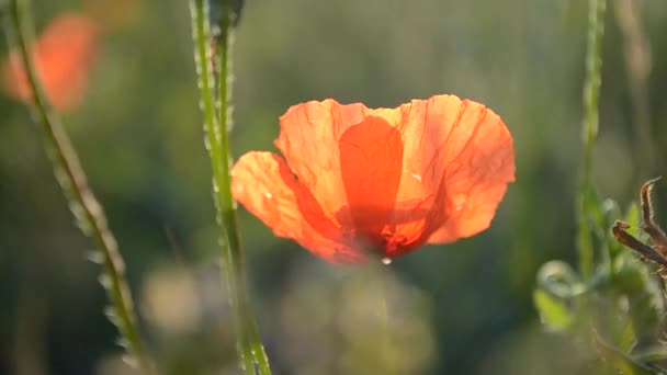 Mohnblume im Morgengrauen auf einem Feld — Stockvideo