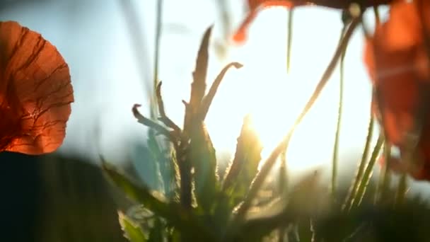 Flor de amapola en un campo al amanecer — Vídeo de stock